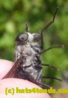 /home//u458753944/public_html/sourcegallery/////////////////Insects and small critters/flies (Diptera)/P1070164.JPG